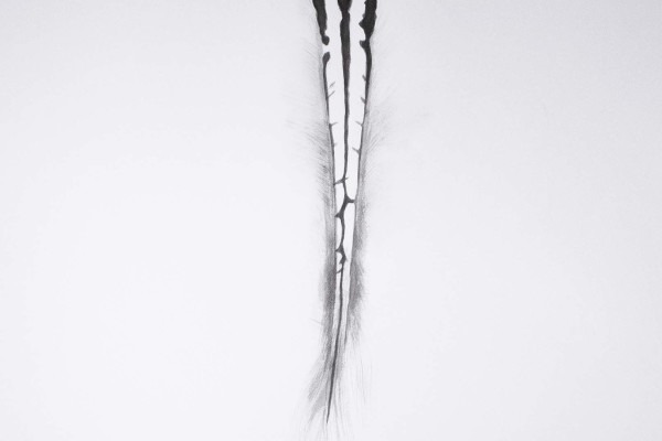 Amalia Del Ponte, Ars Memorie: Zebra, 2015